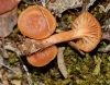 Laccaria laccata (Scop.) Cooke 1884