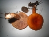 Lactarius aurantiacus (Pers.) Gray 1821