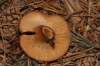 Lactarius aurantiacus (Pers.) Gray 1821
