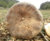 Lactarius azonites (Bull.) Fr. 1838