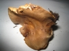 Lactarius pyrogalus (Bull.) Fr. 1838