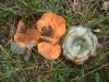 Lactarius semisanguifluus R. Heim & Leclair 1950