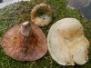 Lactarius semisanguifluus R. Heim & Leclair 1950