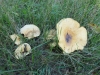 Lactarius zonarius (Bull.) Fr. 1838