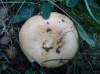 Lactarius zonarius (Bull.) Fr. 1838