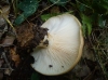 Lactarius zonarius (Bull.) Fr. 1838