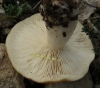 Lactarius chrysorrheus Fr. 1838