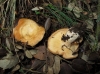 Lactarius mairei Malençon 1939