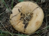 Lactarius zonarius (Bull.) Fr. 1838