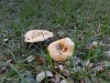 Lactarius zonarius (Bull.) Fr. 1838