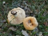 Lactarius zonarius (Bull.) Fr. 1838