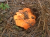 Lactifluus rugatus (Kühner & Romagn.) Verbeken 2012