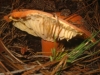 Lactifluus rugatus (Kühner & Romagn.) Verbeken 2012