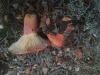 Lactifluus rugatus (Kühner & Romagn.) Verbeken 2012