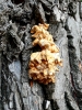 Laetiporus sulphureus (Bull.) Murrill 1920