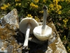 Lepiota cf. clypeolaria (Bull.) P. Kumm. 1871
