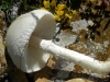 Lepiota cf. clypeolaria (Bull.) P. Kumm. 1871