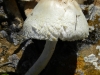 Lepiota cf. clypeolaria (Bull.) P. Kumm. 1871