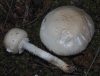 Lepiota erminea (Fr.) P. Kumm. 1871