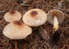 Lepiota magnispora Murrill 1912