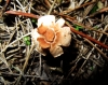 Lepiota sp