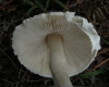 Lepiota sp.