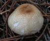 Lepiota sp.