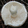 Lepiota sp.