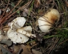 Lepiota sp.