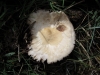 Lepiota sp.
