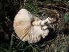 Lepiota sp.