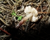 Lepiota sp.