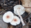 Lepiota cf. cristata (Bolton) P. Kumm. 1871