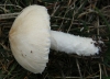 Lepiota cf. oreadiformis Velen. 1920