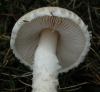 Lepiota cf. oreadiformis Velen. 1920 Lepiota cf. oreadiformis Velen. 1920