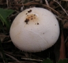 Lepiota ignivolvata Bousset & Joss. ex Joss. 1990 Lepiota ignivolvata Bousset & Joss. ex Joss. 1990