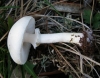 Lepiota ignivolvata Bousset & Joss. ex Joss. 1990