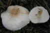 Lepiota sp.