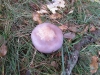 Lepista nuda (Bull.) Cooke 1871