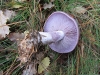 Lepista nuda (Bull.) Cooke 1871