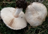 Leucoagaricus leucothites (Vittad.) Wasser 1977