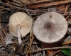 Leucoagaricus melanotrichus (Malençon & Bertault) Trimbach 1975