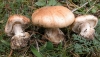 Leucocortinarius bulbiger (Alb. & Schwein.) Singer 1945