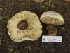 Leucopaxillus cf. cutefractus Noordel. 1984