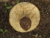 Leucopaxillus cf. cutefractus Noordel. 1984