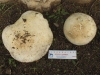 Leucopaxillus cf. cutefractus Noordel. 1984