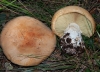 Leucopaxillus compactus (P. Karst.) Neuhoff 1958