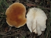 Leucopaxillus gentianeus (Quél.) Kotl. 1966