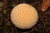 Lycoperdon cf. atropurpureum Vittad. 1842