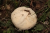 Lycoperdon cf. atropurpureum Vittad. 1842